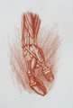 Michael Hensley Drawings, Human Anatomy 36